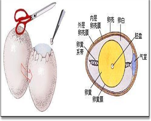 捐卵 上海：“多囊卵巢”不等于“不孕”，多囊