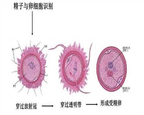 香港捐卵：排卵障碍会导致不孕！真遇上了怎么