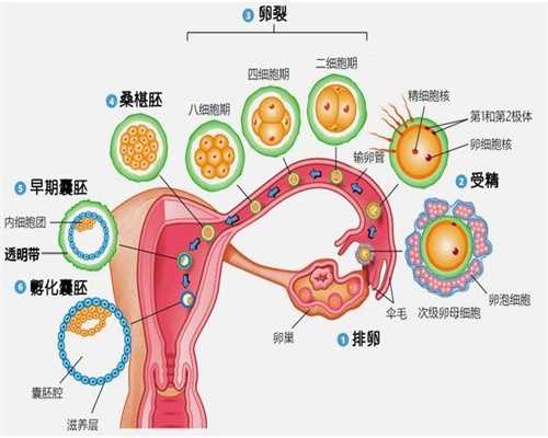 <b>代孕2周：重庆黑市捐卵_重庆卵子受惊已植入子宫 安稳住下</b>
