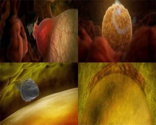 玉林捐卵子_男性精子VS女性卵子的生理特征