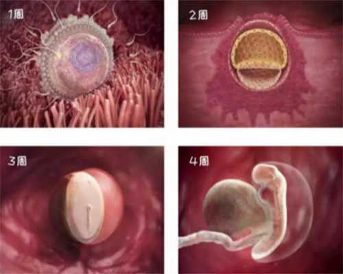 西安中国可以捐卵，要做试管婴儿女方需要多久可以取卵_1