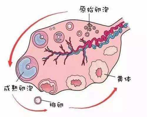 西宁中国捐卵条件，精子和卵细胞体外结合受精之后，受精卵是如何被培育的呢