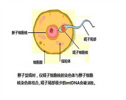 杭州不孕捐卵,麻醉取卵对试管女性有没有影响
