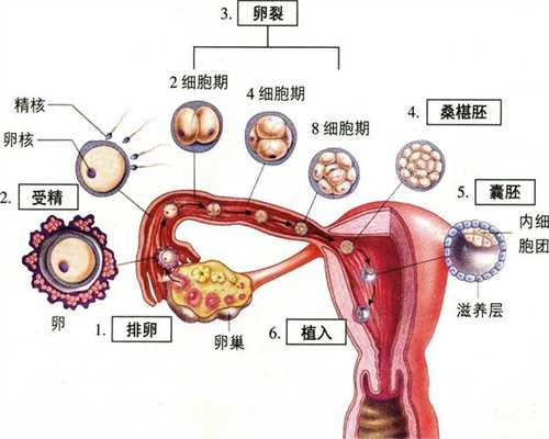 中国求捐卵子-卵巢严重衰退女性可以采用捐卵做试管婴儿怀孕吗