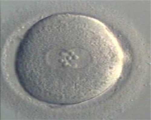 河源公立捐卵,促排卵会加速卵巢的衰老吗？