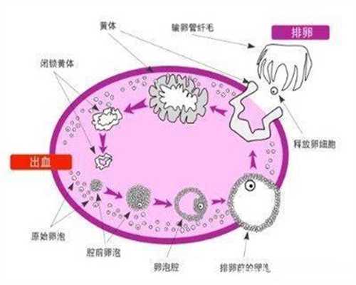 芜湖市捐卵，客观解答高频率广州供卵试管试管婴儿疑问