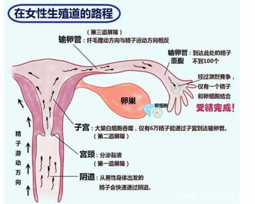 北京供卵选性别机构，女人一辈子能受得住几次剖腹产？可千万不要超过这个次